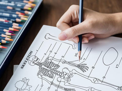 Human Anatomy Coloring Book