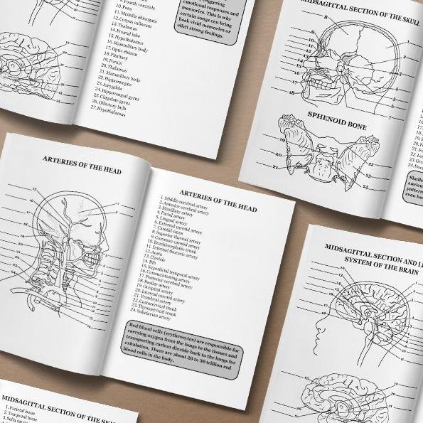 Human Anatomy Coloring Book