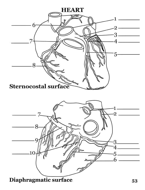 Human Anatomy Coloring Book