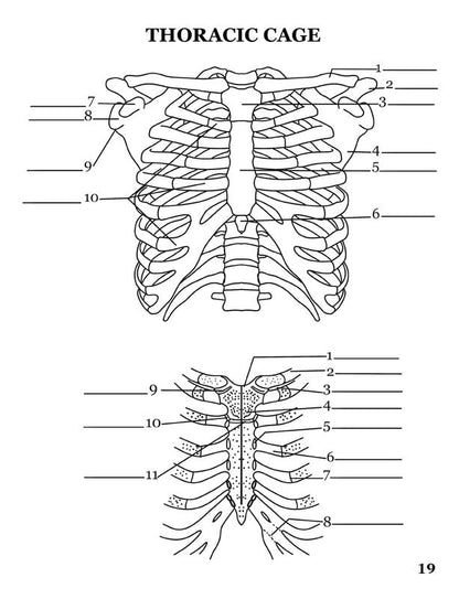 Human Anatomy Coloring Book